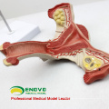 SELL 12443 Model Uterus Show Female Genital Structures Uterine Anatomy Model